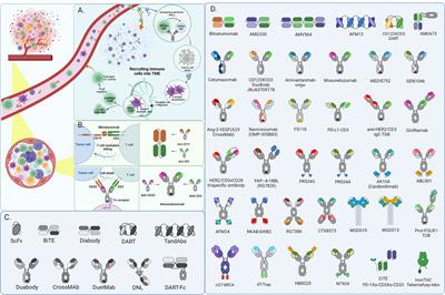 Frontiers | Current Landscape And Future Directions Of Bispecific ...